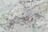 Wide Crinoid (Eucalyptocrinus) Holdfast - Indiana #106301-1